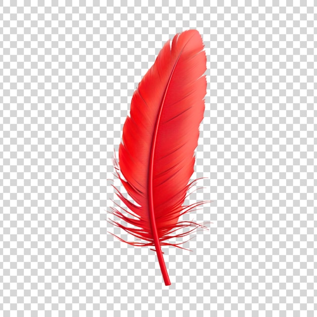 A red feather on a transparent background