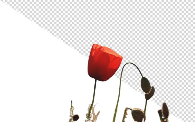 a red flower is in front of a white background