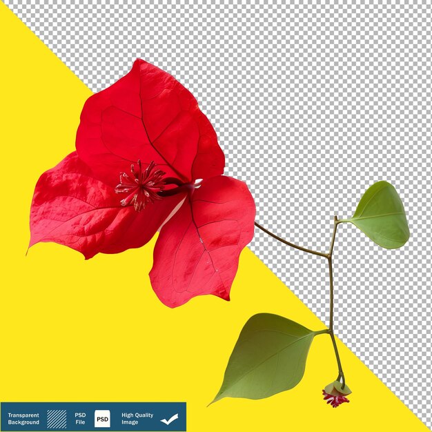 Red Flower and Leaf on White Background Transparent PNG PSD