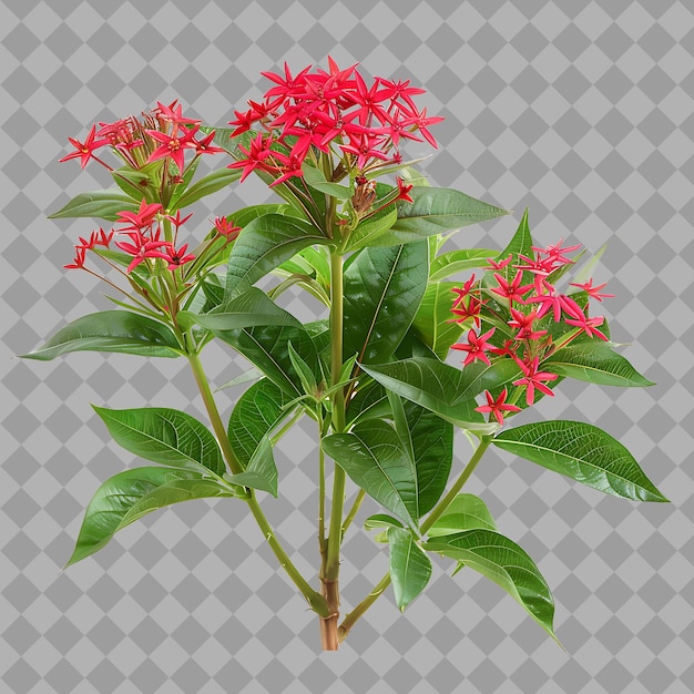 PSD a red flower with a green stem and red flowers on a gray background