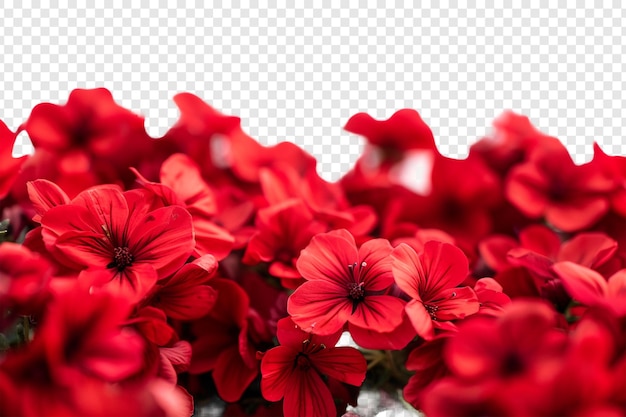 PSD red flowers foreground isolated on transparent background