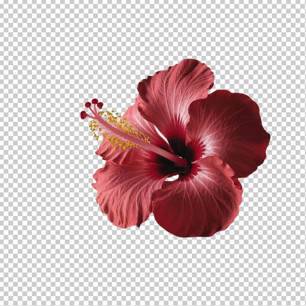 Red hibiscus with a yellow stamen isolated