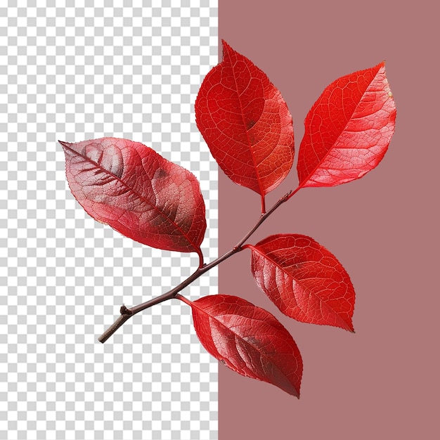 PSD red leaves png isolated on transparent background