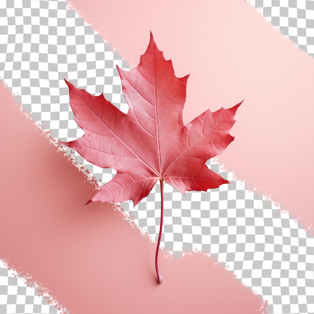 a red maple leaf on a white background with a red leaf on the bottom.