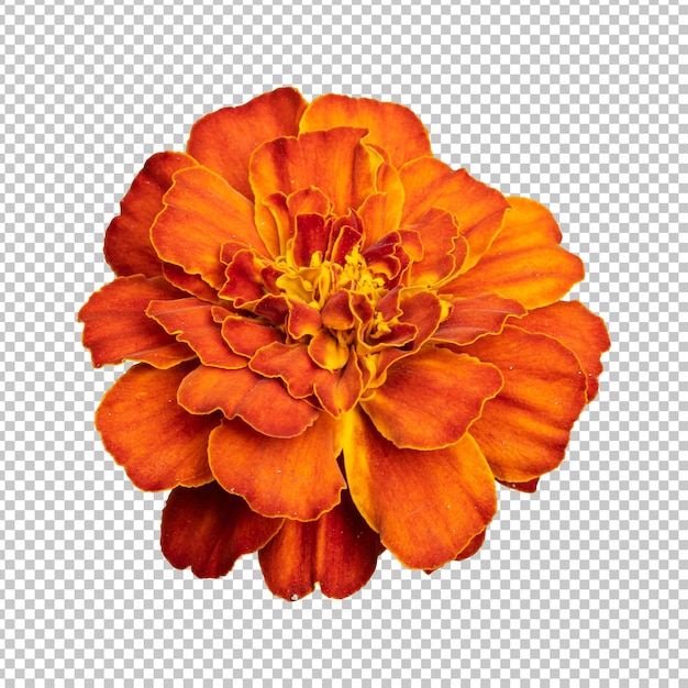 Red orange marigold flower isolated rendering