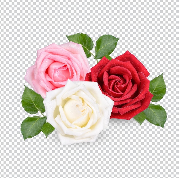 Red and Pink rose with water drops isolated Premium PSD