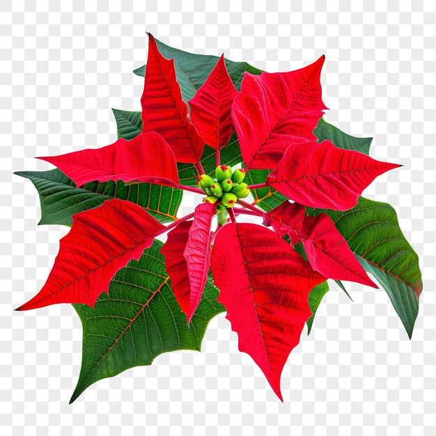 PSD red poinsettia flower isolated on transparent background png