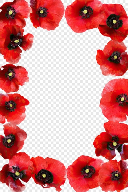 red poppies on a transparent background