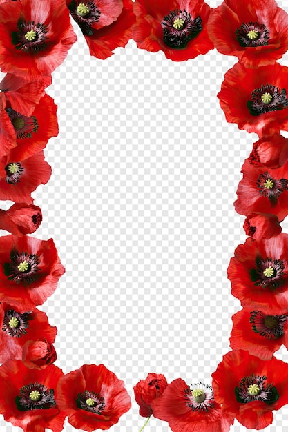 red poppies on a white background