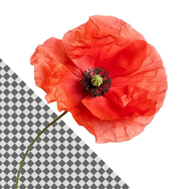 PSD a red poppy is on a transparent background