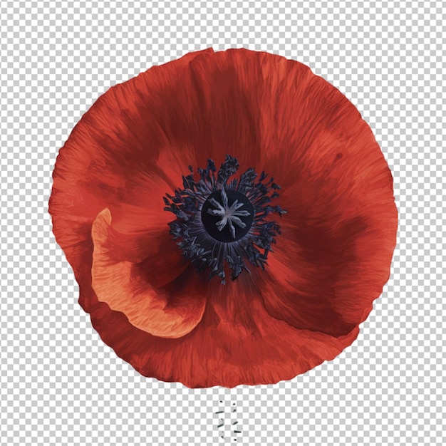 PSD red poppy with a dark center isolated