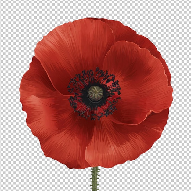 PSD red poppy with a dark center isolated