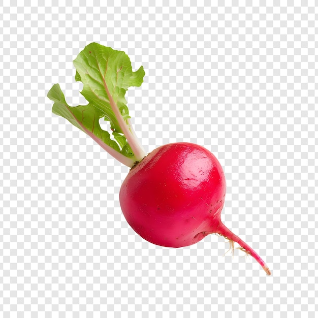 Red radish isolated on transparent background