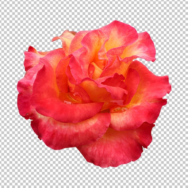 Red rose flower isolated rendering