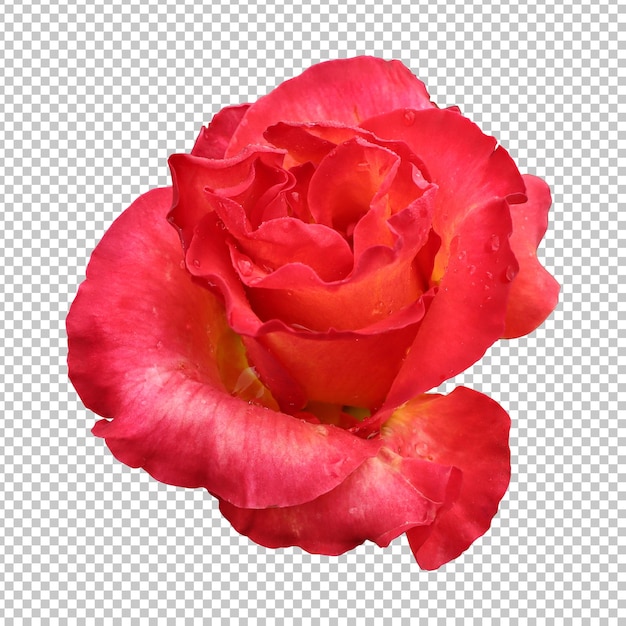 Red rose flower isolated rendering