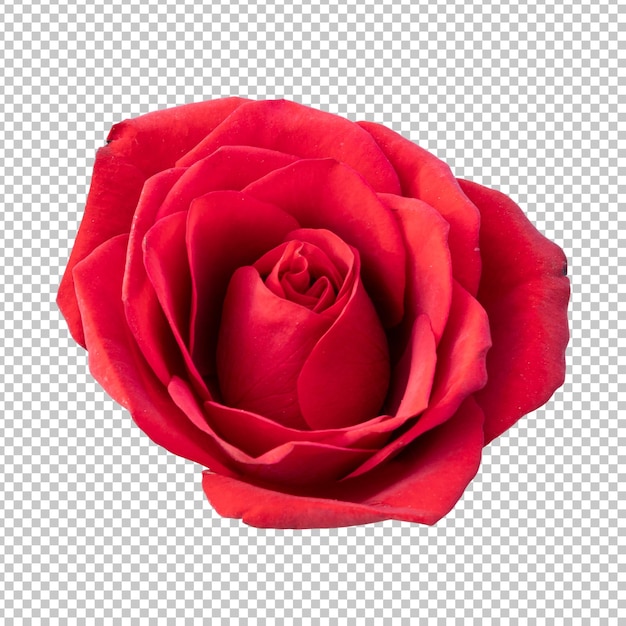 Red rose flower isolated rendering