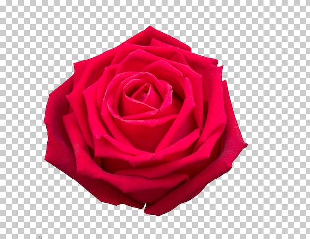 Red rose flower isolated