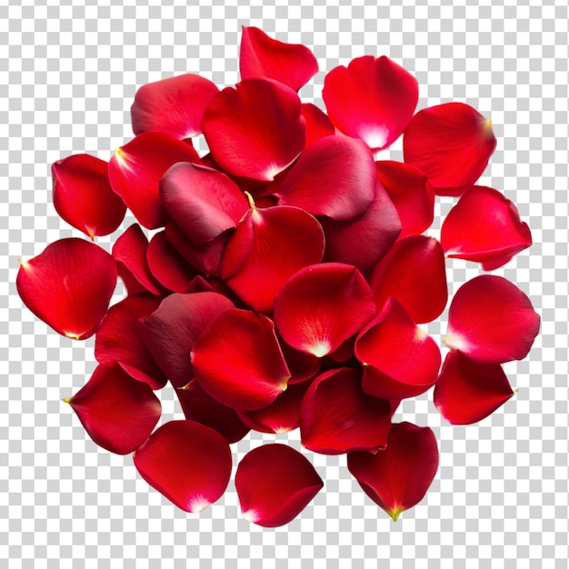 red rose flower petals Isolated on transparent background