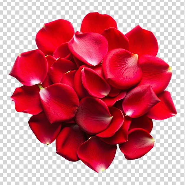 red rose flower petals Isolated on transparent background