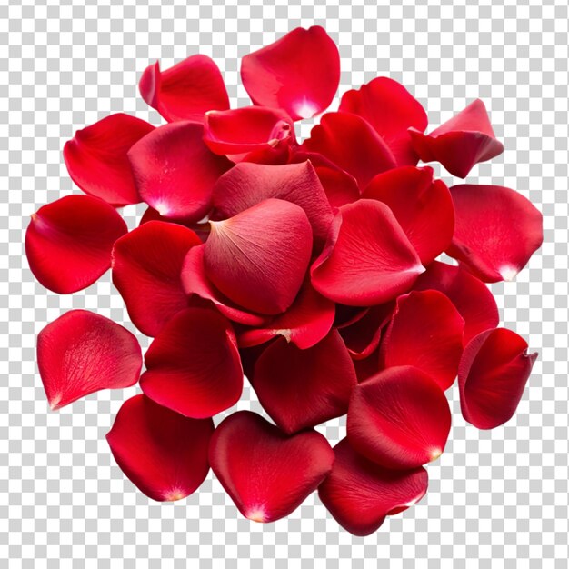 red rose flower petals Isolated on transparent background