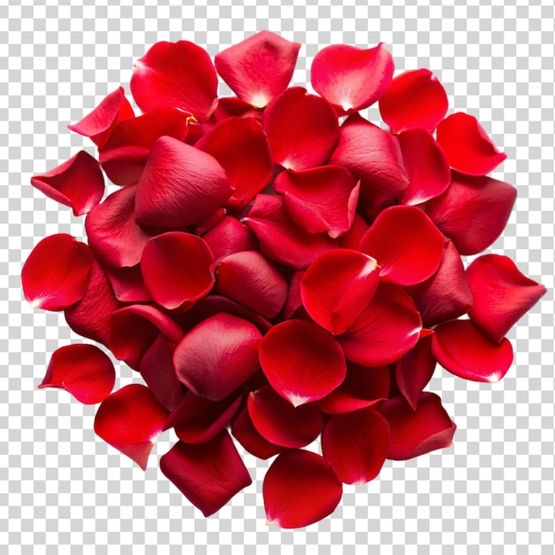 red rose flower petals Isolated on transparent background