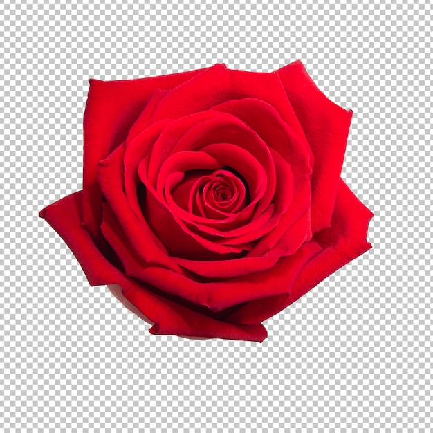 Red rose flower