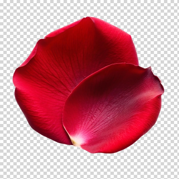 Red rose petals Isolated on transparent background