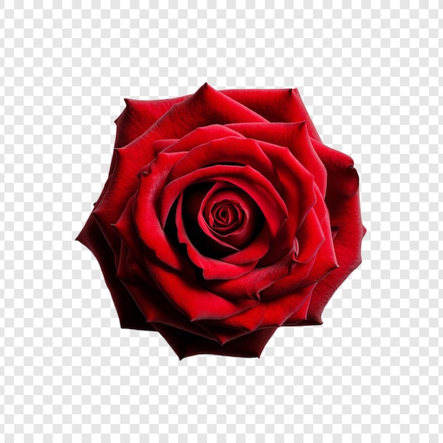 PSD red rose on transparent background