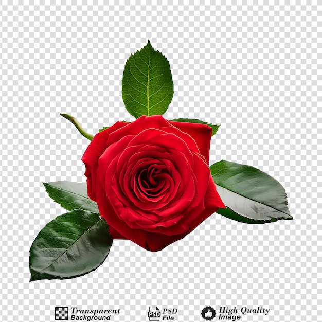 Red rose with leaves isolated on transparent background