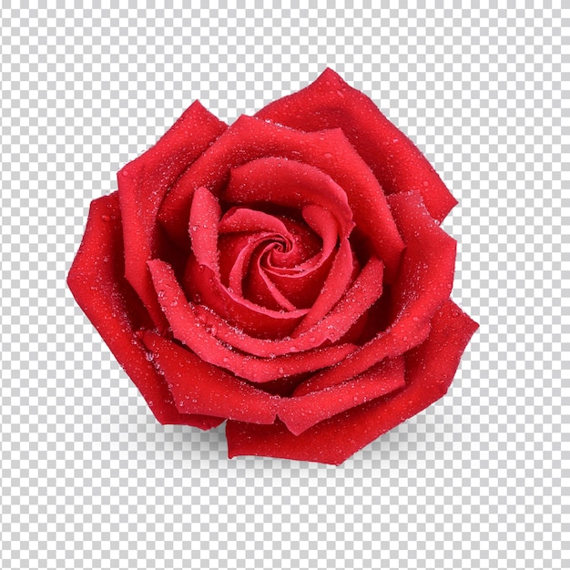 Red rose with water drops isolated Premium PSD