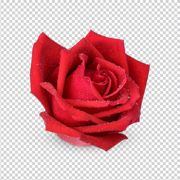 Red rose with water drops isolated Premium PSD