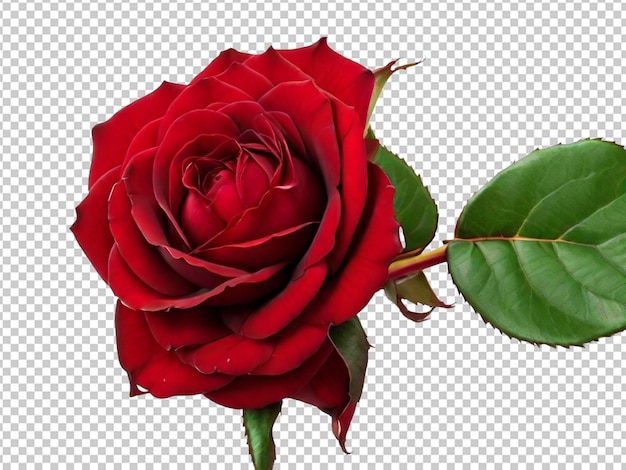 Red rose