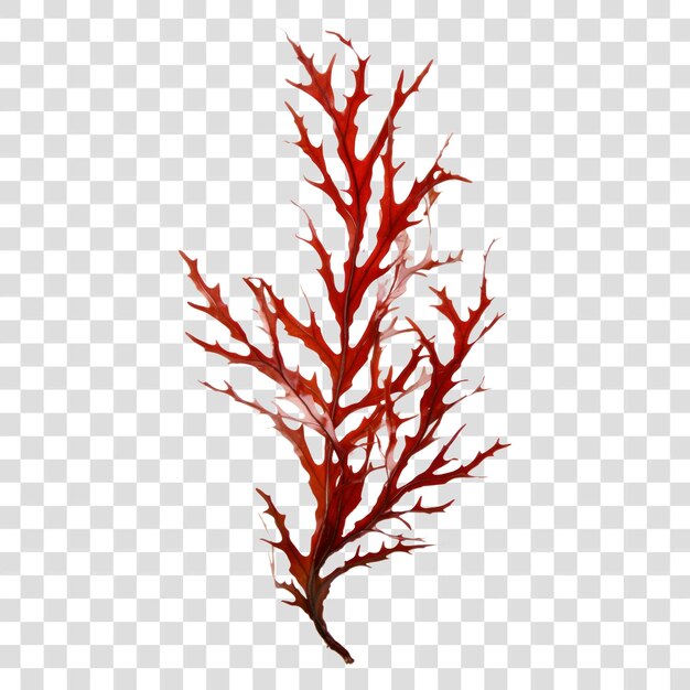 PSD red seaweed on transparent background