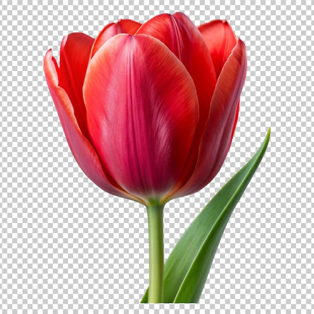 red tulip close up isolated on transparent background