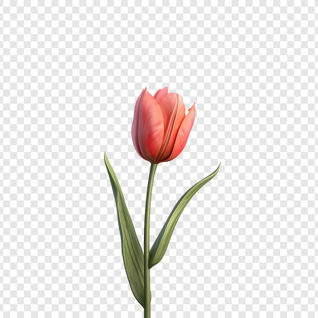 PSD red tulip on a transparent background