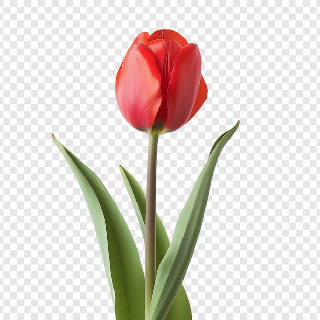 PSD red tulip on a transparent background