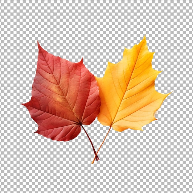 Red and yellow autumn leaves isolated on transparent background