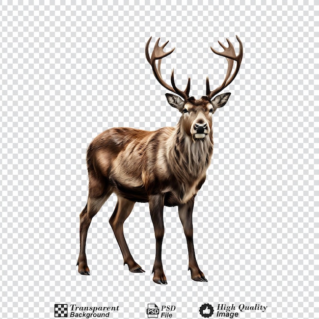 reindeer isolated on transparent background