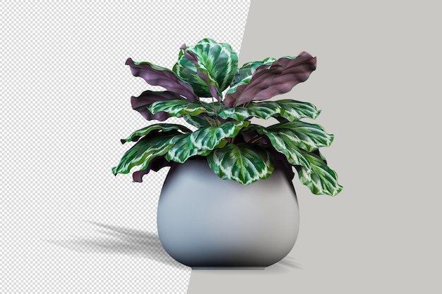 Render of isolated plant in pot isolated