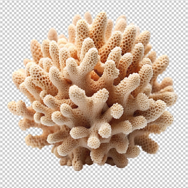 PSD resilient coral structure isolated on transparent background