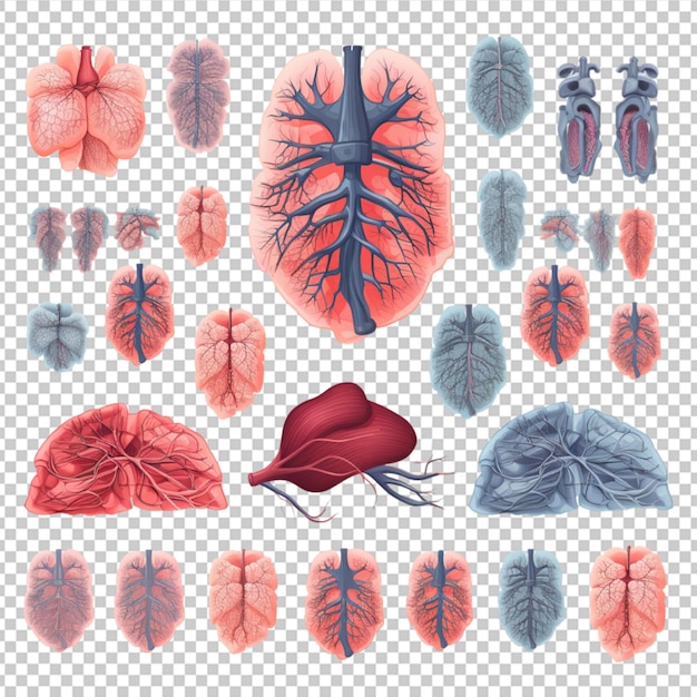 PSD respiratory system clipart collection vector icons isolated on white background