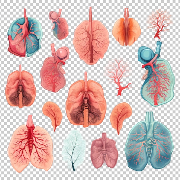 Respiratory system clipart collection vector icons isolated on white background