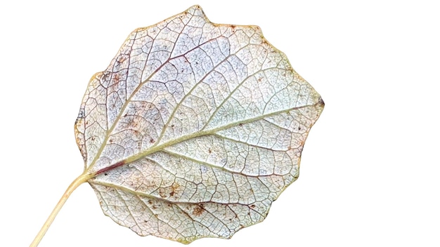 Reverse side leaf of a quaking aspen isolated on white background