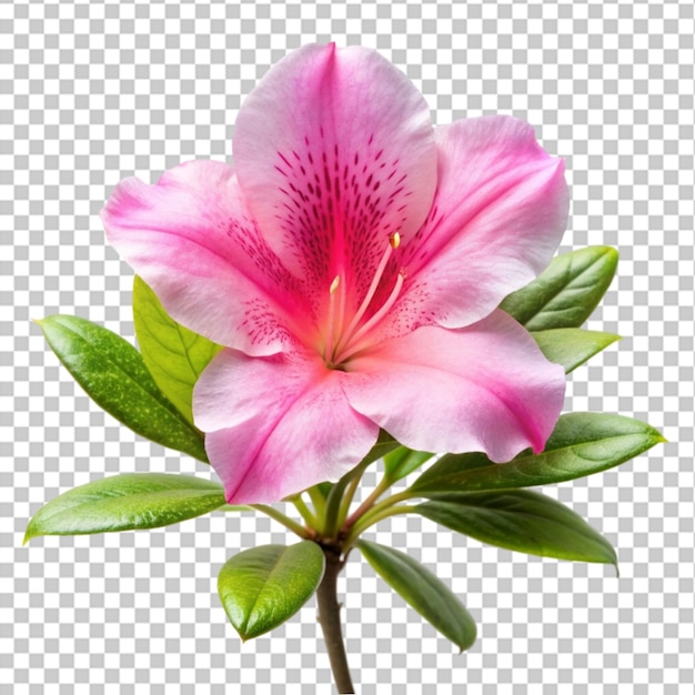 Rhododendron flower isolated on transparent background