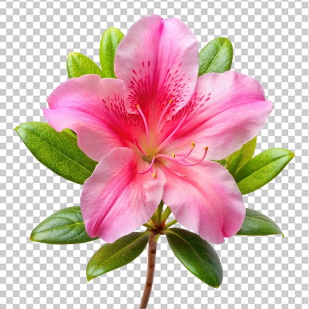 Rhododendron flower isolated on transparent background