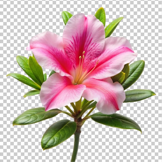 Rhododendron flower isolated on transparent background