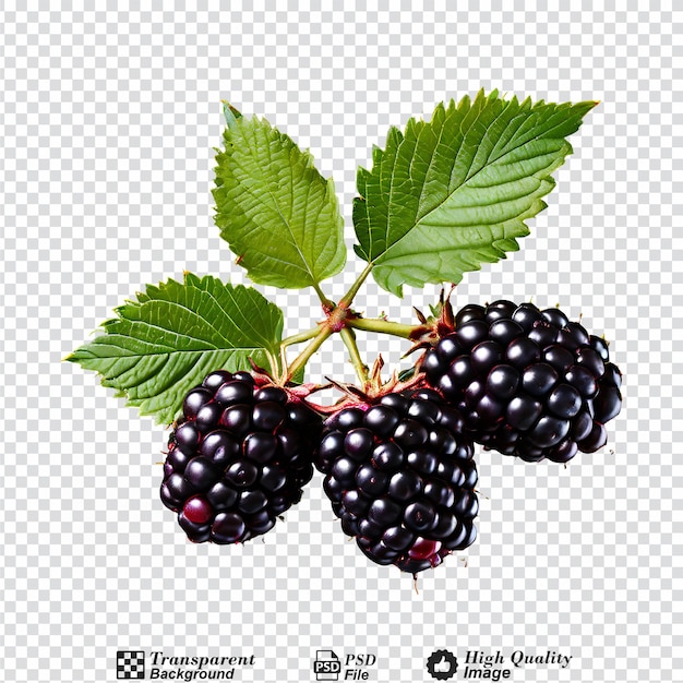 PSD not ripe berry blackberry isolated on transparent background