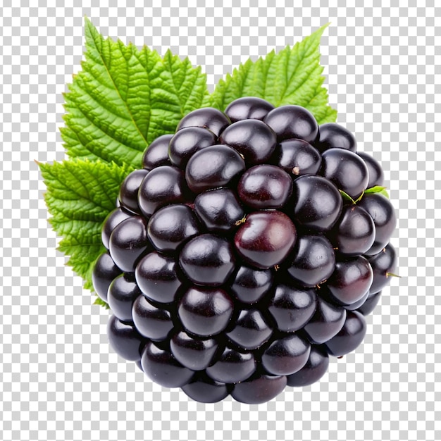 A ripe blackberry on a leafy branch on transparent background