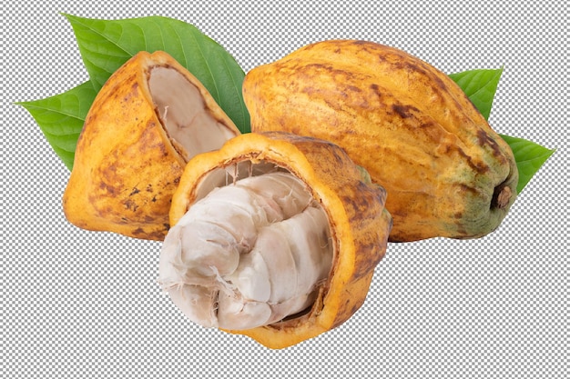 Ripe cocoa fruits isolated on a transparent background