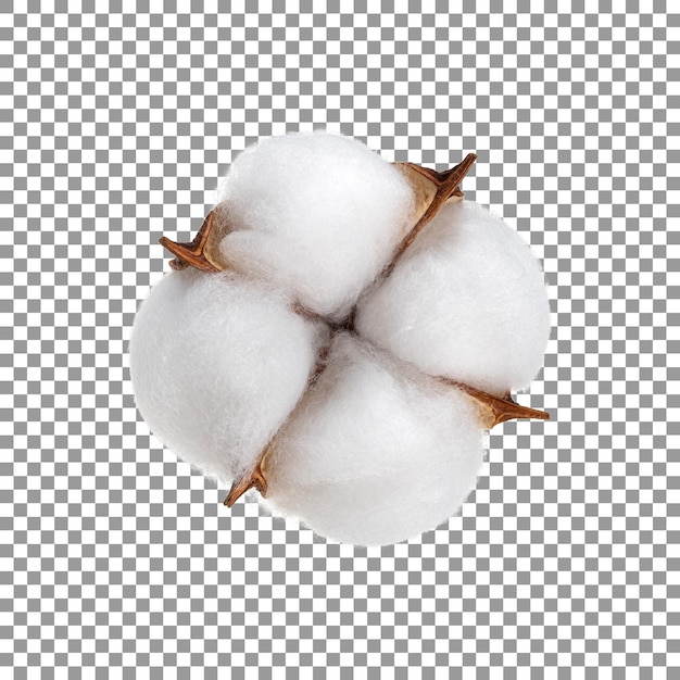 Ripe cotton ball flower isolated on transparent background